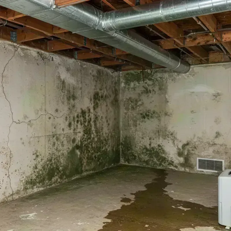 Professional Mold Removal in Livingston County, IL